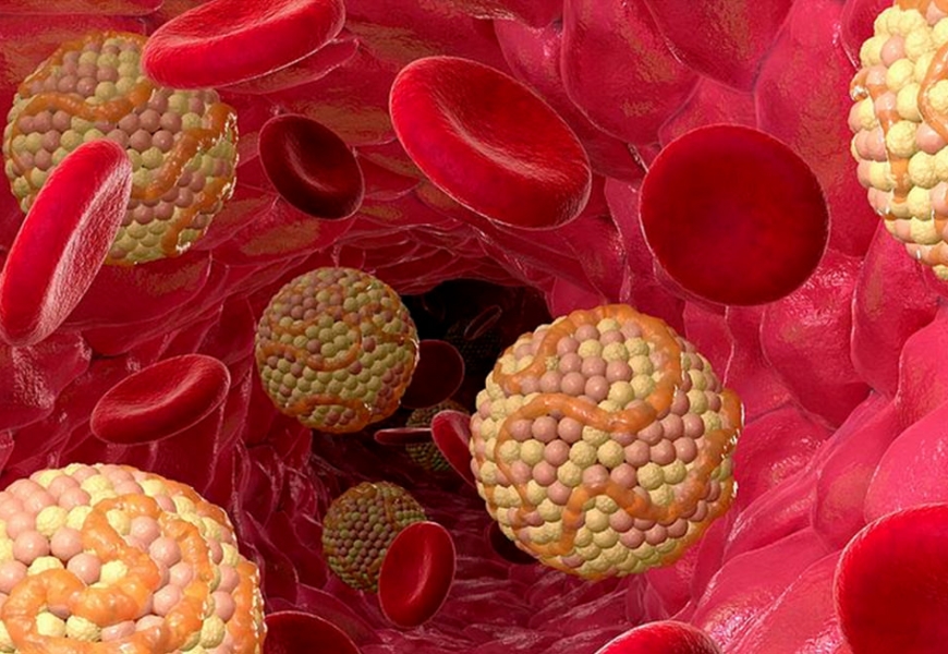 Холестерин не враг для сердца - новые факты от ученых