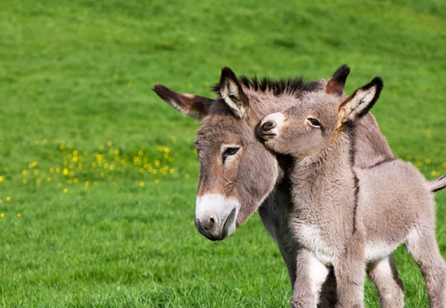 Ослы дышите свободно: в Греции толстым туристам запретили кататься на осликах