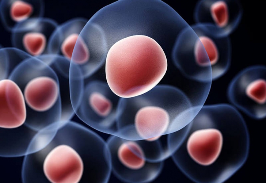 Стволовые клетки больше не в моде, говорят исследователи