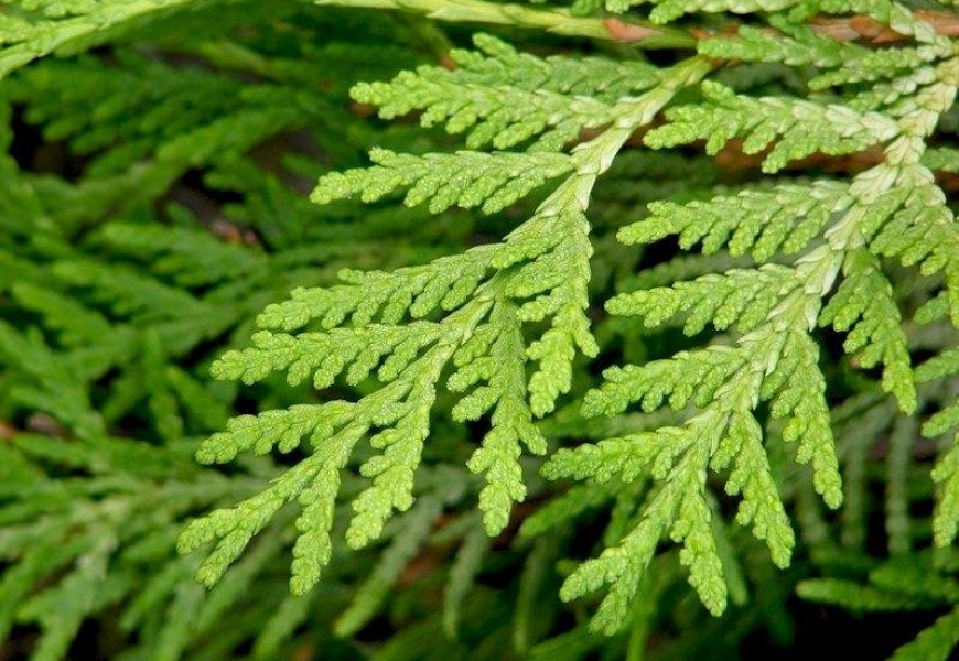 На проспекте «Победителей» в Минске украли 24 туи