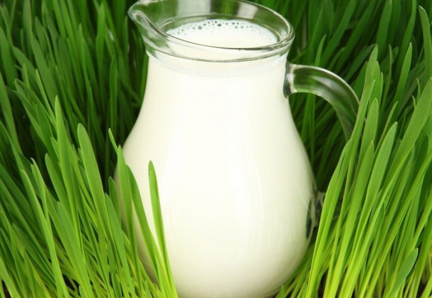 Доказано, молоко не приносит пользу при простуде