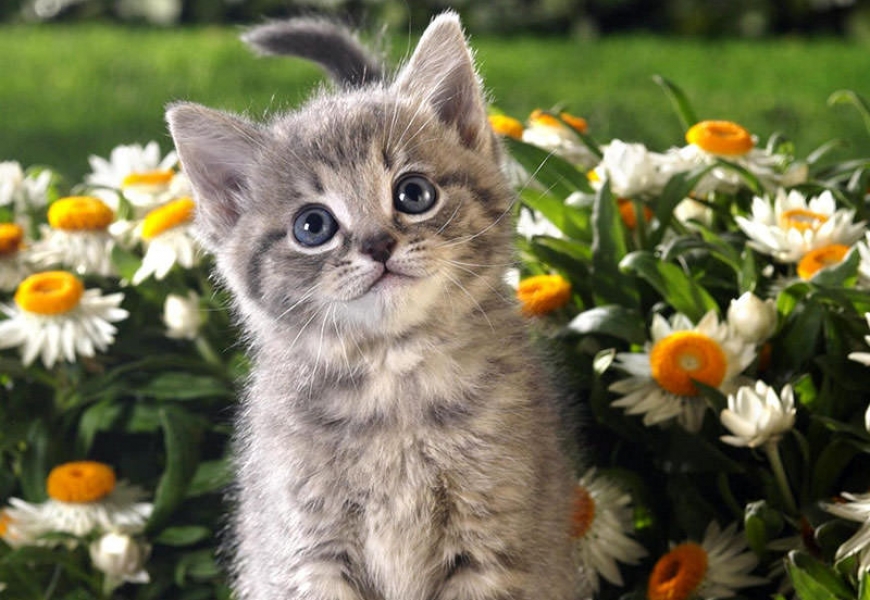 Лукашенко ответит Бриджит Бардо на её письмо