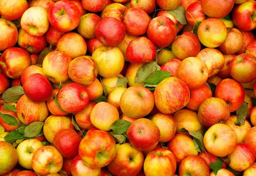 Россельхознадзор запретил ввоз турецких яблок через Беларусь