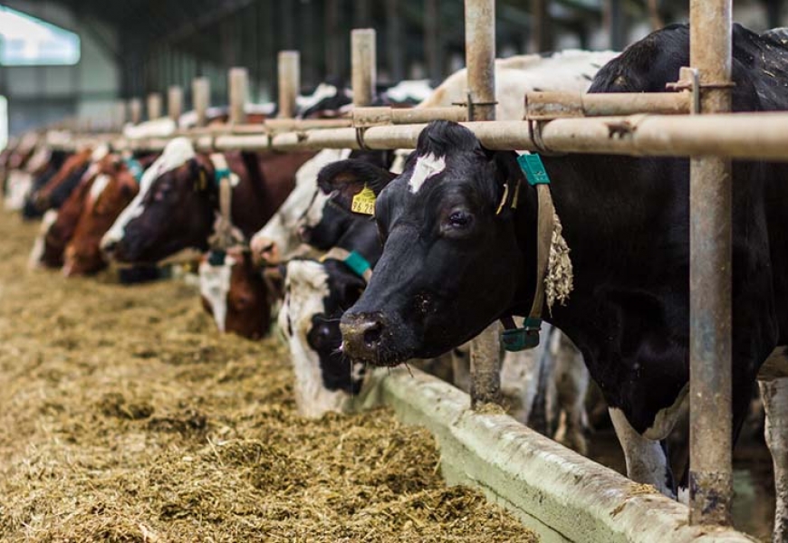 Президент возмущен содержанием коров на ферме