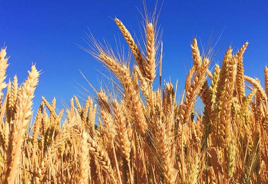 Доходы России от экспорта зерна увеличились на 40%