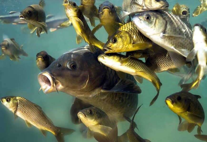 С 1 апреля в трёх областях введен запрет на ловлю рыбы