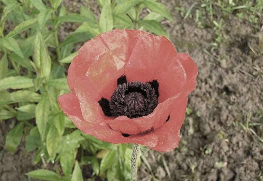 Масштабное дело об обороте наркотиков в котором 41 фигурант