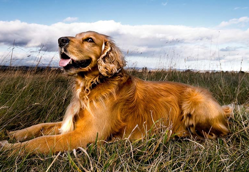 В Минске новые налоги для владельцев собак