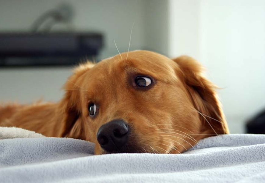 В Полоцком районе, собака укусила ребёнка