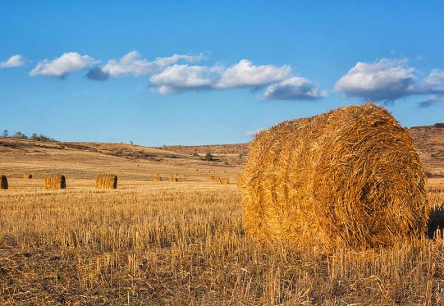 В Быховском районе сгорело 30 тонн сена