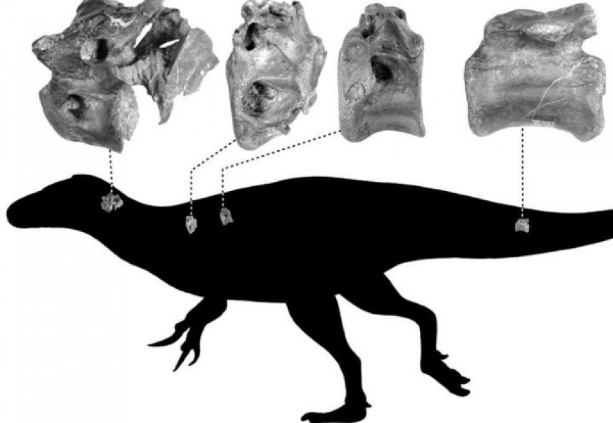 Палеонтологи обнаружили новый вид динозавра