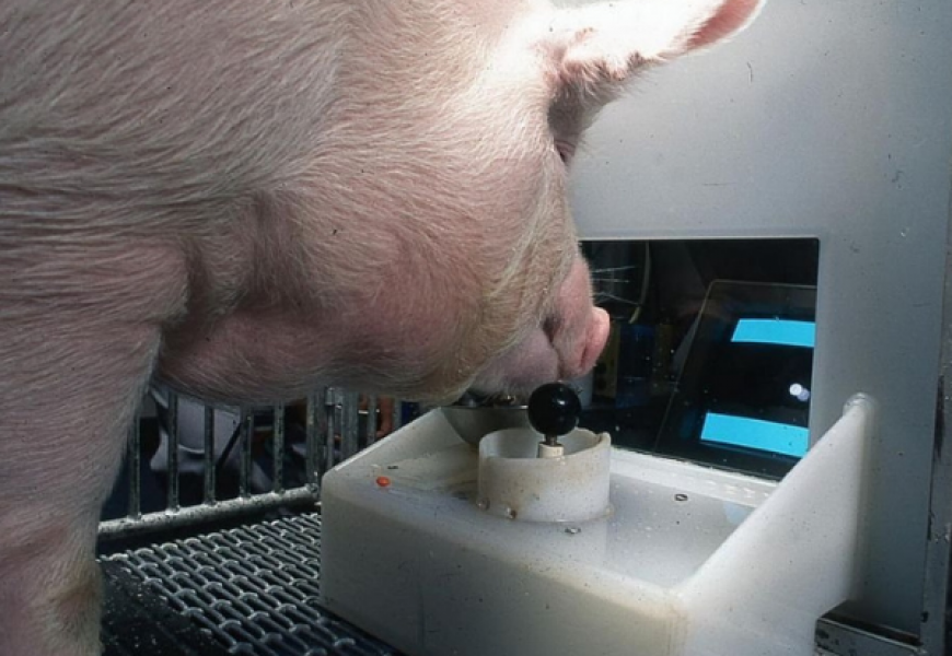Ученые из Америки научили свиней играть в видеоигры с помощью джойстика