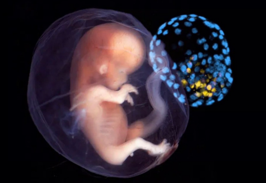 Австралийские ученые создали модель эмбриона человека из клеток кожи