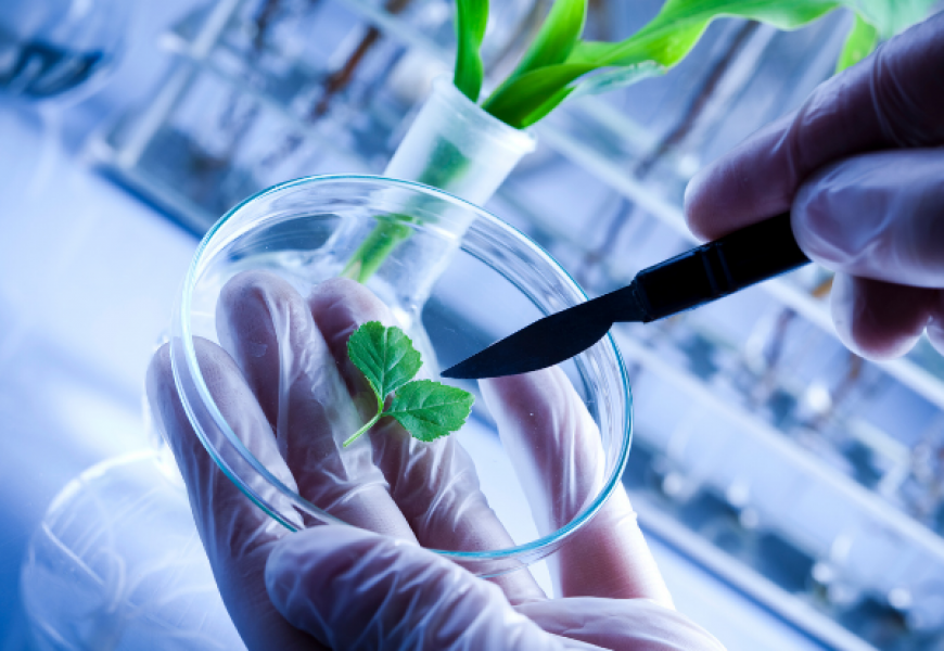 Это «молекулярное оружие» защитит сельское хозяйство: ученые выявили новый вид бактерий