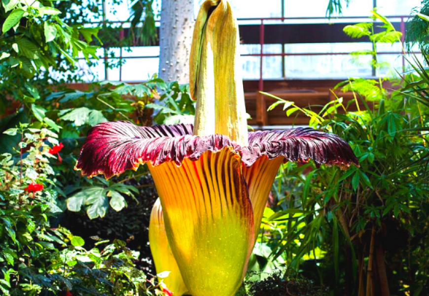Титан Арум (трупный цветок) распустился в Варшаве