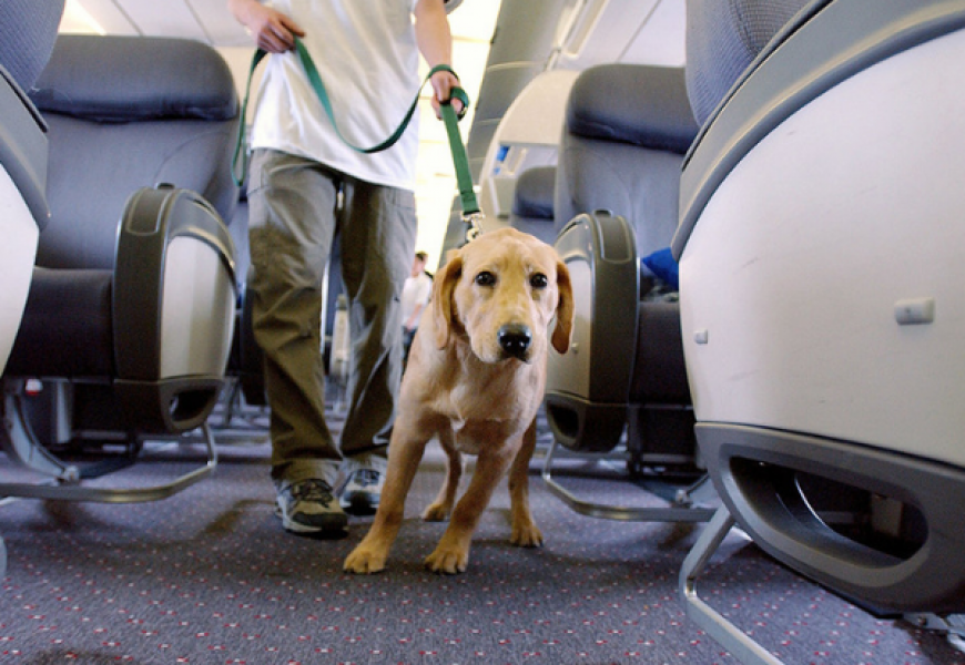 С 1 июля Belavia возобновляет перевозку животных на чартерных рейсах