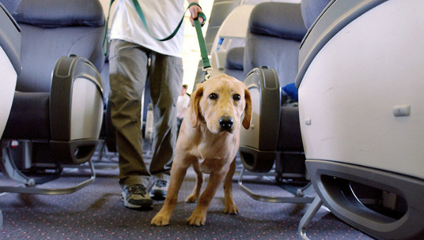 С 1 июля Belavia возобновляет перевозку животных на чартерных рейсах